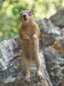 Friendly Chipmunk